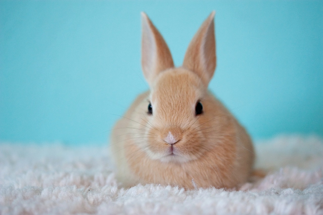 Dlaczego warto wykastrować królika?