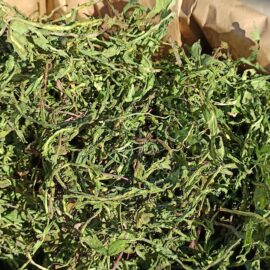 Mniszek lekarski LIŚĆ  – ZBIÓR 2026