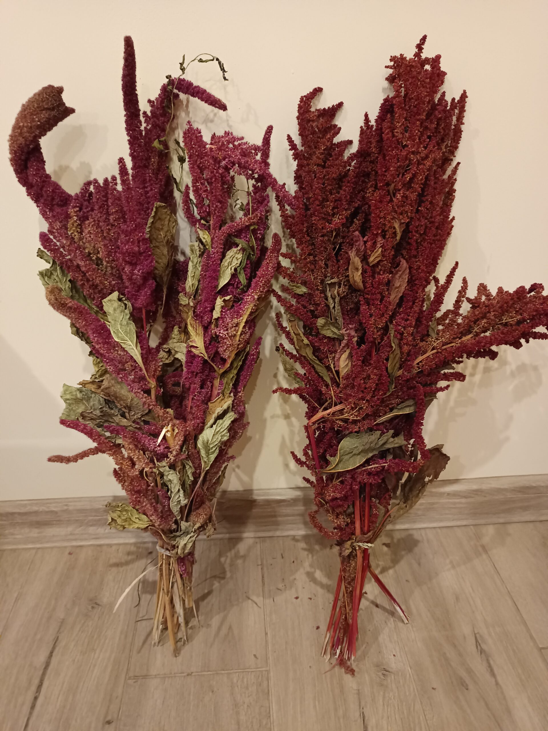 Amarantus – kłosy/bukiet