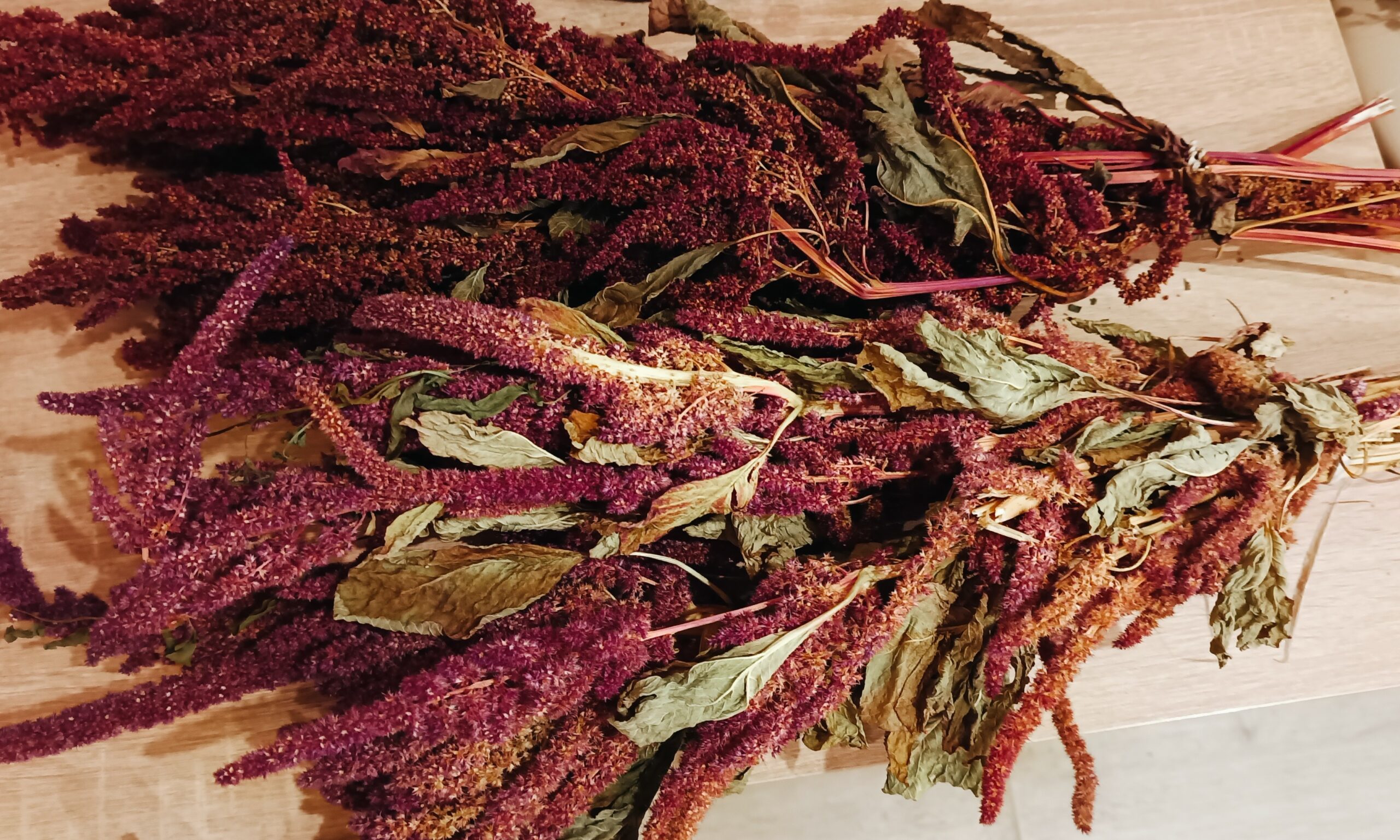 Amarantus - kłosy/bukiet 2 Amarantus - kłosy/bukiet